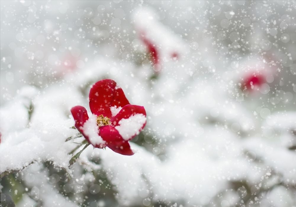 Entretenir vos plantes l'hiver