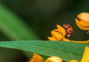 se débarraser des nuisibles du jardin